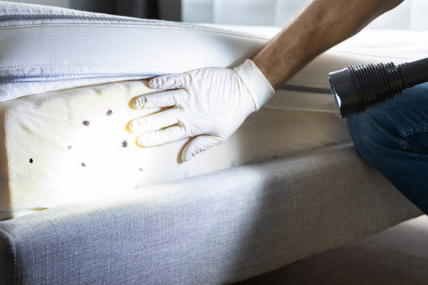 Reliable Weigelstown, PA Pest Control Solutions
